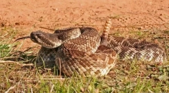 Мексикански рамкер