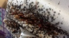 Превентивни мерки од bedbugs во станот