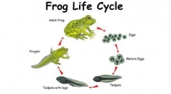 Метаморфозис на комбинезони