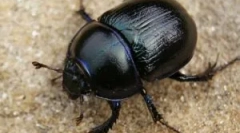 Митови и вистина за бубачки скараби