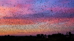 Миграциски лилјаци во фотографии на вас баррр лукас (16 фотографии)