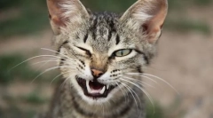 Мимик и мачки гестови