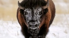 Светот на животните во слики (15 фотографии)