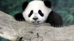 Светот на животните во слики (15 парчиња)