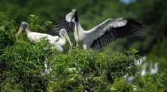 Светот на животните во слики (18 парчиња)