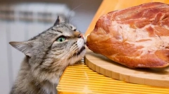 Месо за мачката