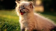 Meow на 10 јазици: како да разговараат мачки во различни земји