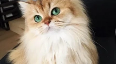 Mewowing ѕвезди instagram