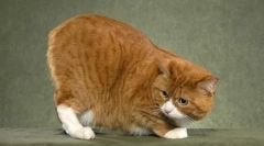 Msks: полноправна мачка без опашка