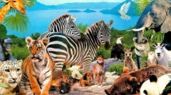 Цицачи евроазија