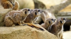 Цицачи. Градење и карактеристики