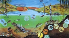 Различни организми. Основи на систематици