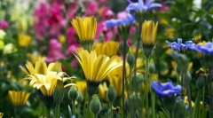 Различни растенија. Класификација