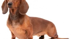 Модни раси на кучиња во 2019 година: мода бара жртви