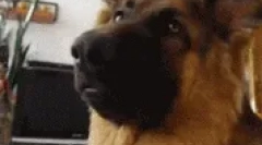 Модни раси на кучиња