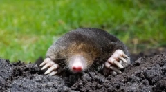 Mogeer јапонски