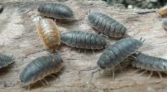 Музика: опис, изглед и начин на живот