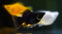 Молинезија (моторизија)