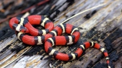 Млечна змија