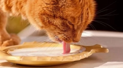 Млечни производи и мачки јајца