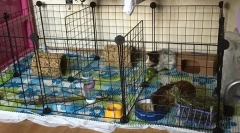 Гвинеја свинска нега и содржина