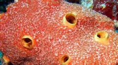 Морски сунѓери