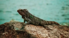 Море рептили