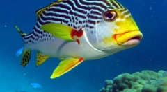 Море стуткано