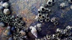 Морски желади