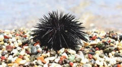 Морски еж