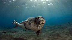 Крзно печат