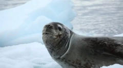 Море леопард