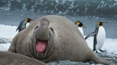 Морски слон