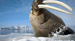 Walrus