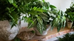 Моска во соба бои: зошто да започнете и како да се справите