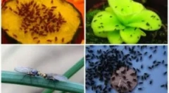 Моски на зеленчук во земјата области