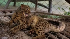 Мермер кат: убавина од југоисточна азија со кафени очи