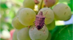 Мермер бубачка