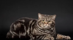 Мермерна боја од британските мачки: историјата на изгледот и особеностите на грижата