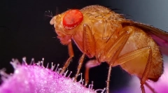 Летај drosophila