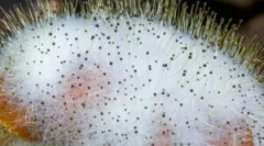 Morko: опис, карактеристики и репродукција