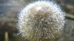 Mukorovy печурки и пеници