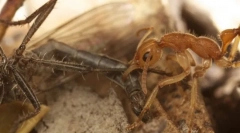 Мравка диносаурус