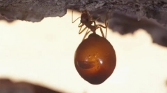 Мравка мед барел