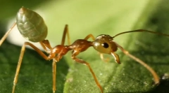 Азиски мравка