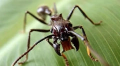 Мравка-куршум