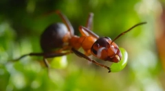 Мравки црвени шумски мравки