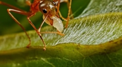 Мравка-ткајач