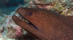 Мурен гигант