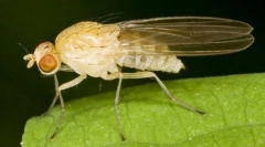 Флеш drosophila